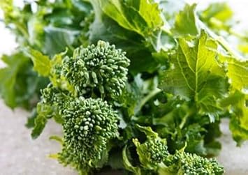 Broccoli Raab Seeds for Planting heirloom & Non-GMO Seeds